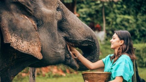 Слоновьи фермы на Пхукете