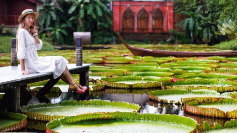 Кафе с кувшинками 