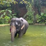 Фото отзыва Лилия №1