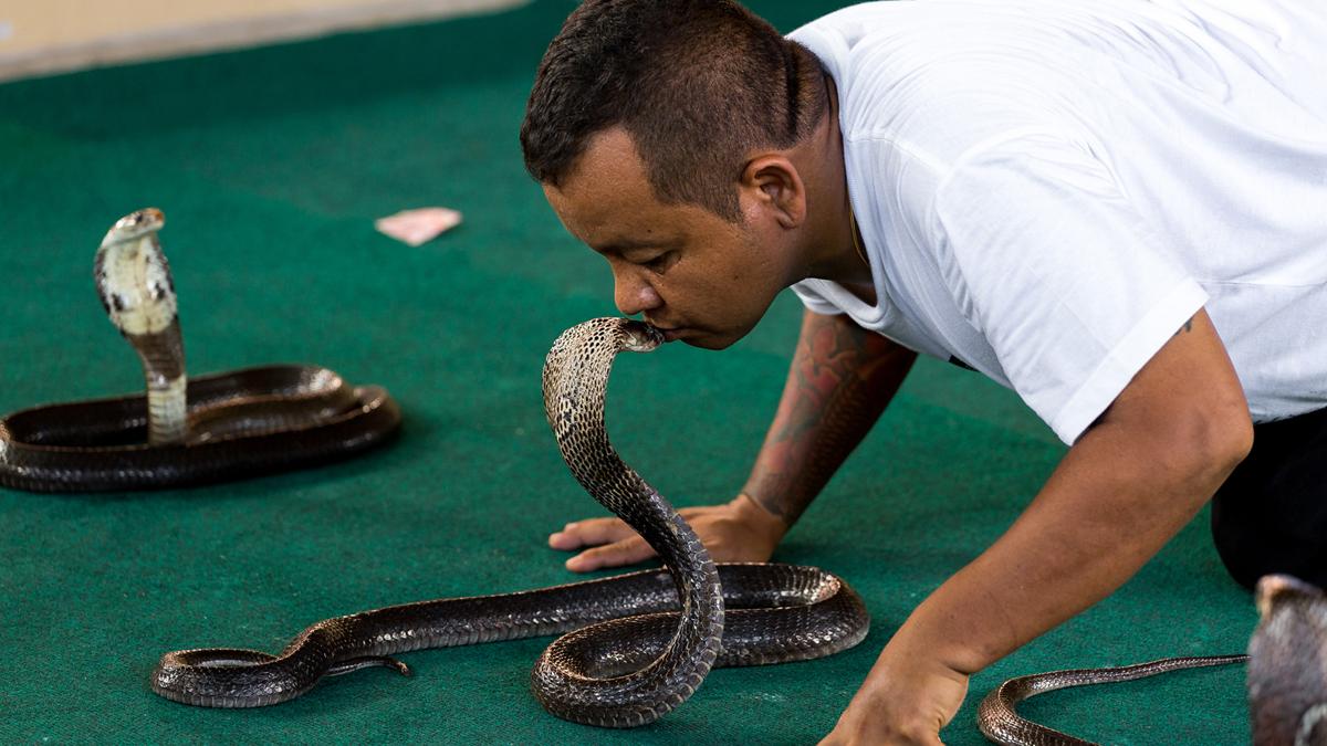 Змеиная ферма