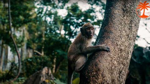 Храм Обезьян, Рафтинг на Пхукете