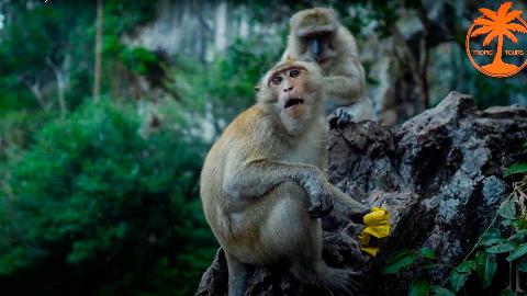 Храм обезьян, Пханг Нга