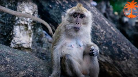 Храм обезьян, Као Лак