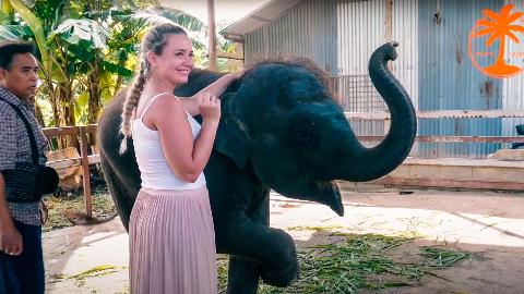 Шоу со слоненком на Пхукете - фото 1